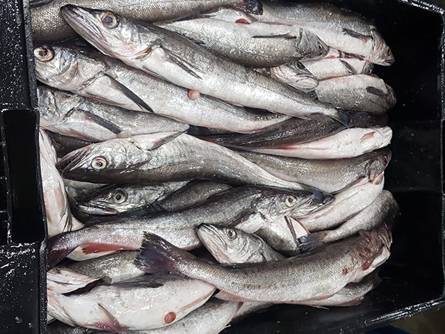 image of hake whole